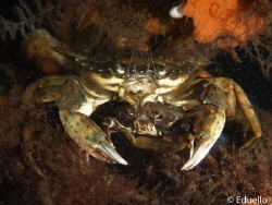 Usually common crab by Eduard Bello 